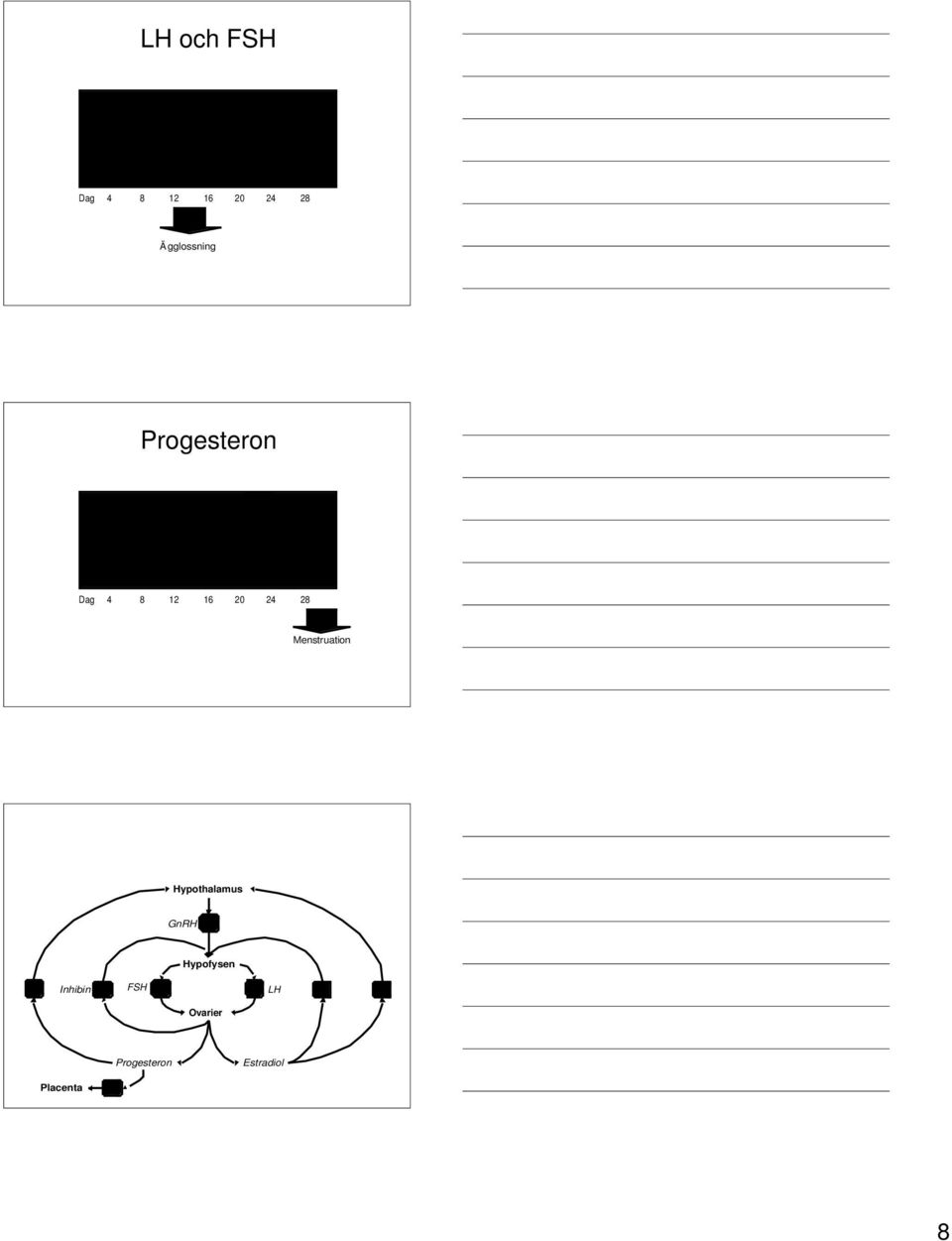 Menstruation Hypothalamus GnRH + Hypofysen -