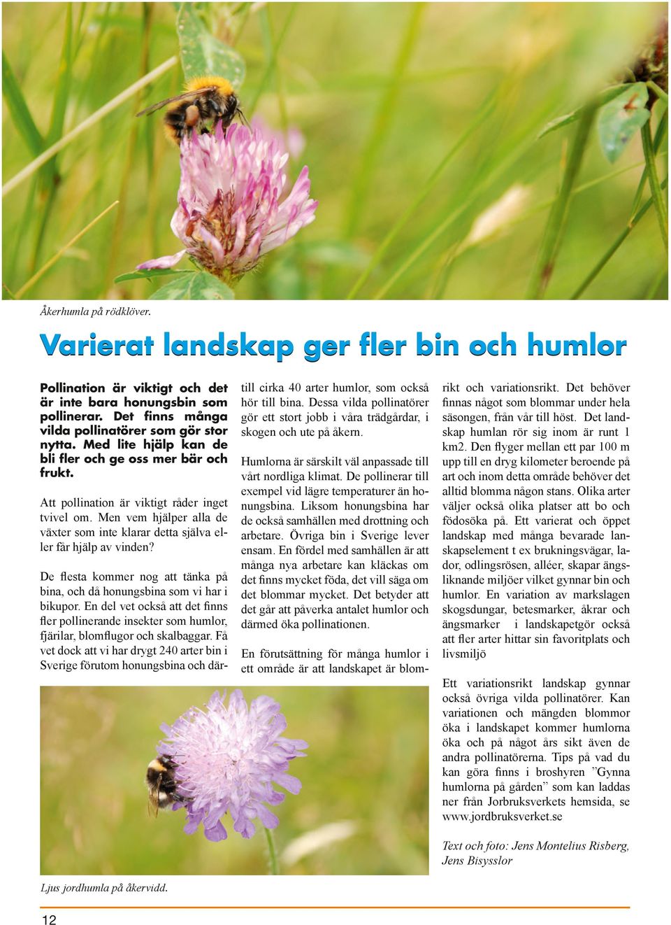 De flesta kommer nog att tänka på bina, och då honungsbina som vi har i bikupor. En del vet också att det finns fler pollinerande insekter som humlor, fjärilar, blomflugor och skalbaggar.