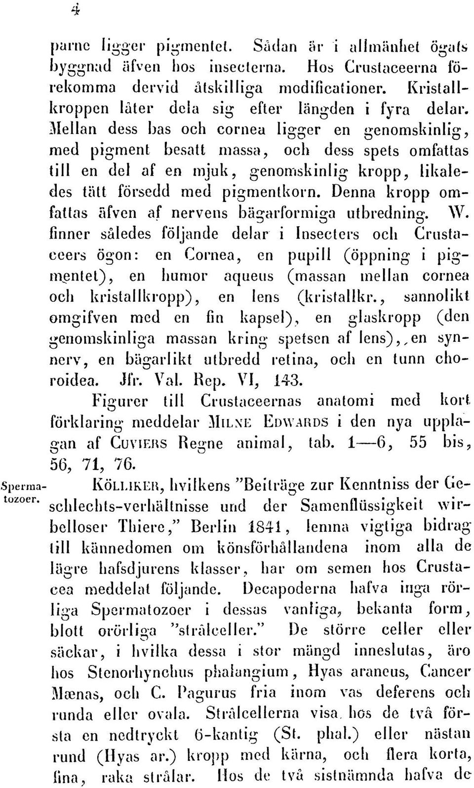 Mellan dess has och cornea ligger en genomskinlig, med pigment besatt massa, och dess spets omfattas till en del af en mjuk, genomskinlig kropp, likaledes tatt forsedd med pigmentkorn.