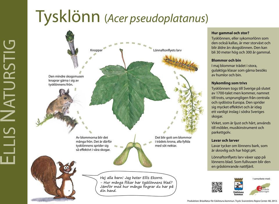 Den kan bli 30 meter hög och 300 år gammal. Blommor och bin I maj blommar trädet i stora, gulaktiga klasar som gärna besöks av humlor och bin.