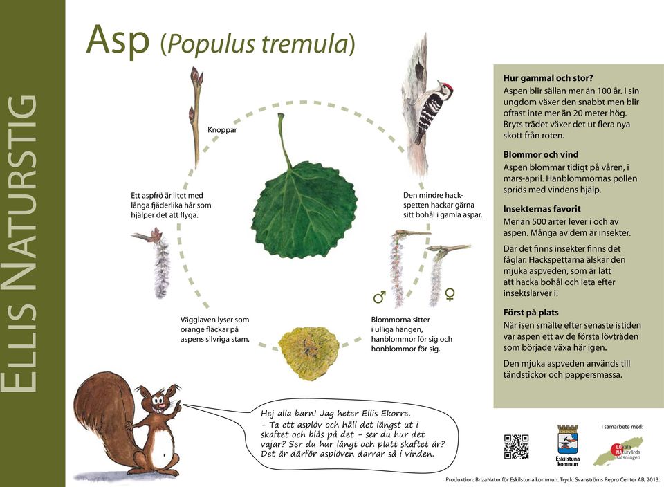 I sin ungdom växer den snabbt men blir oftast inte mer än 20 meter hög. Bryts trädet växer det ut flera nya skott från roten. Blommor och vind Aspen blommar tidigt på våren, i mars-april.