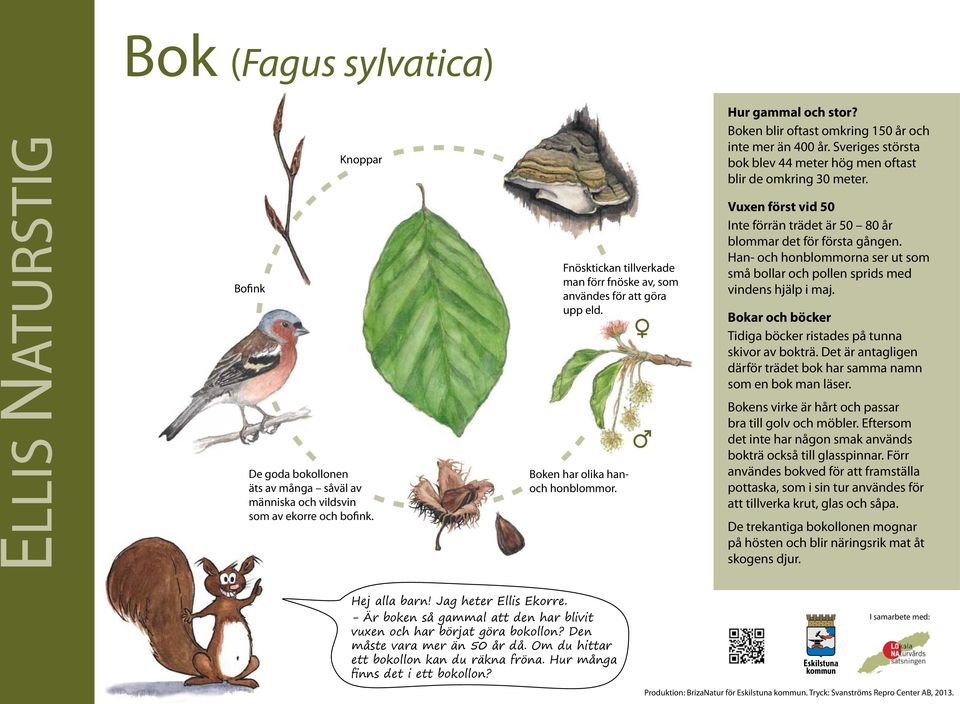 Vuxen först vid 50 Inte förrän trädet är 50 80 år blommar det för första gången. Han- och honblommorna ser ut som små bollar och pollen sprids med vindens hjälp i maj.