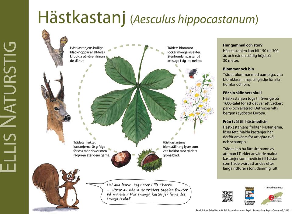 Hästkastanjens blomställning lyser som vita facklor mot trädets gröna blad. Hästkastanjen kan bli 150 till 300 år, och når en ståtlig höjd på 30 meter.