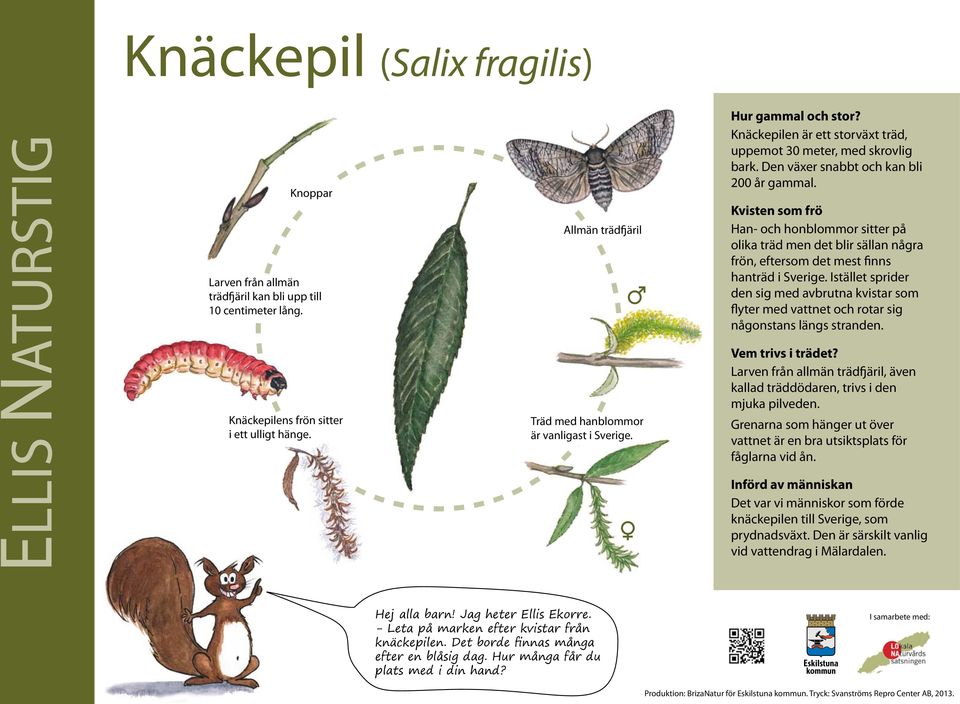 Kvisten som frö Han- och honblommor sitter på olika träd men det blir sällan några frön, eftersom det mest finns hanträd i Sverige.