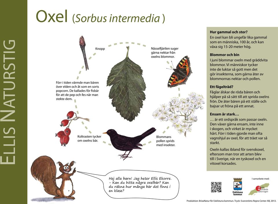 Blommor och bin I juni blommar oxeln med gräddvita blommor. Vi människor tycker inte de luktar så gott men det gör insekterna, som gärna äter av blommornas nektar och pollen. Ett fågelträd?