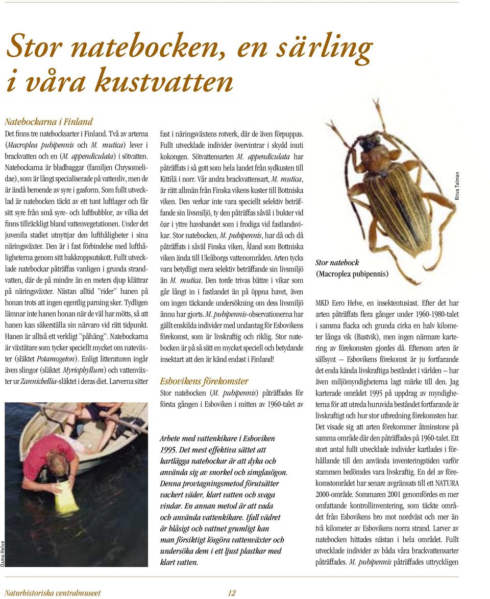 Natebockarna är bladbaggar (familjen Chrysomelidae), som är långt specialiserade på vattenliv, men de är ändå beroende av syre i gasform.