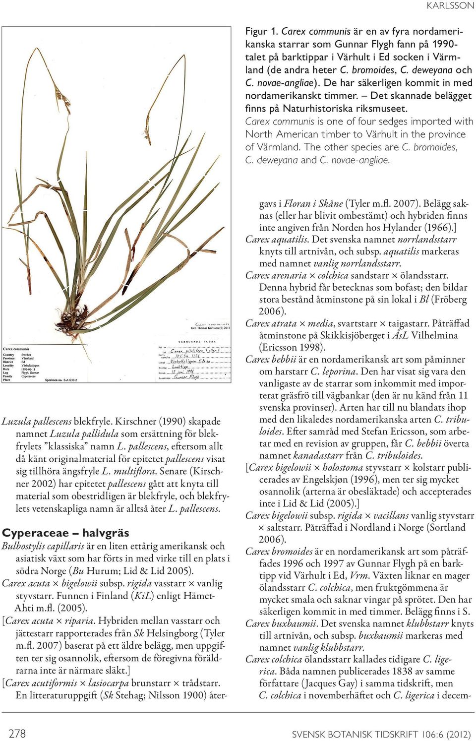 Carex communis is one of four sedges imported with North American timber to Värhult in the province of Värmland. The other species are C. bromoides, C. deweyana and C. novae-angliae.