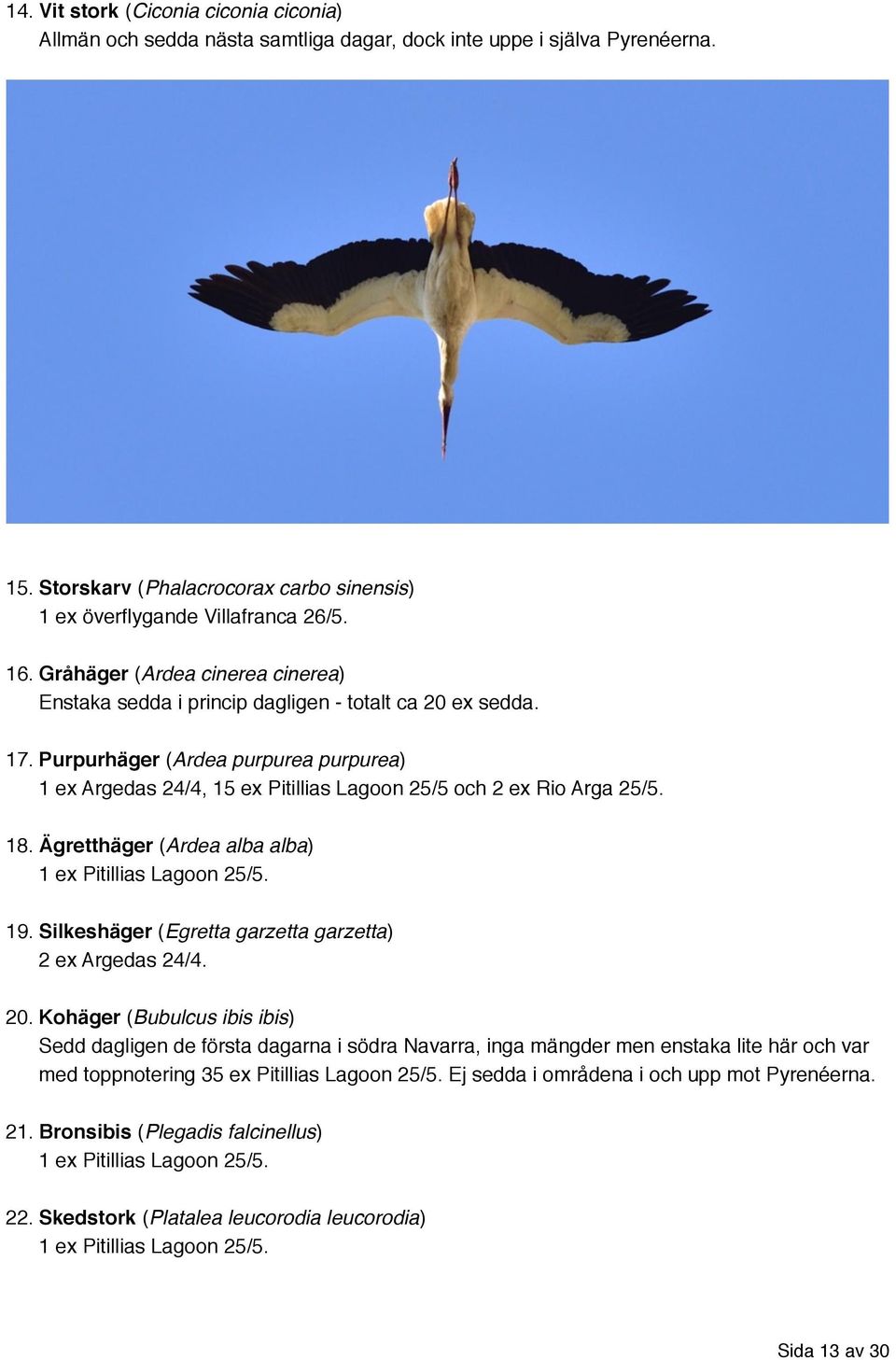 Purpurhäger (Ardea purpurea purpurea) 1 ex Argedas 24/4, 15 ex Pitillias Lagoon 25/5 och 2 ex Rio Arga 25/5. 18. Ägretthäger (Ardea alba alba) 1 ex Pitillias Lagoon 25/5. 19.