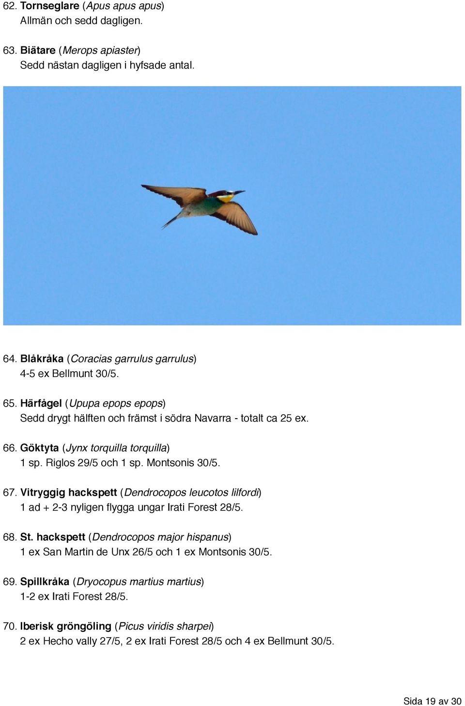 Vitryggig hackspett (Dendrocopos leucotos lilfordi) 1 ad + 2-3 nyligen flygga ungar Irati Forest 28/5. 68. St.