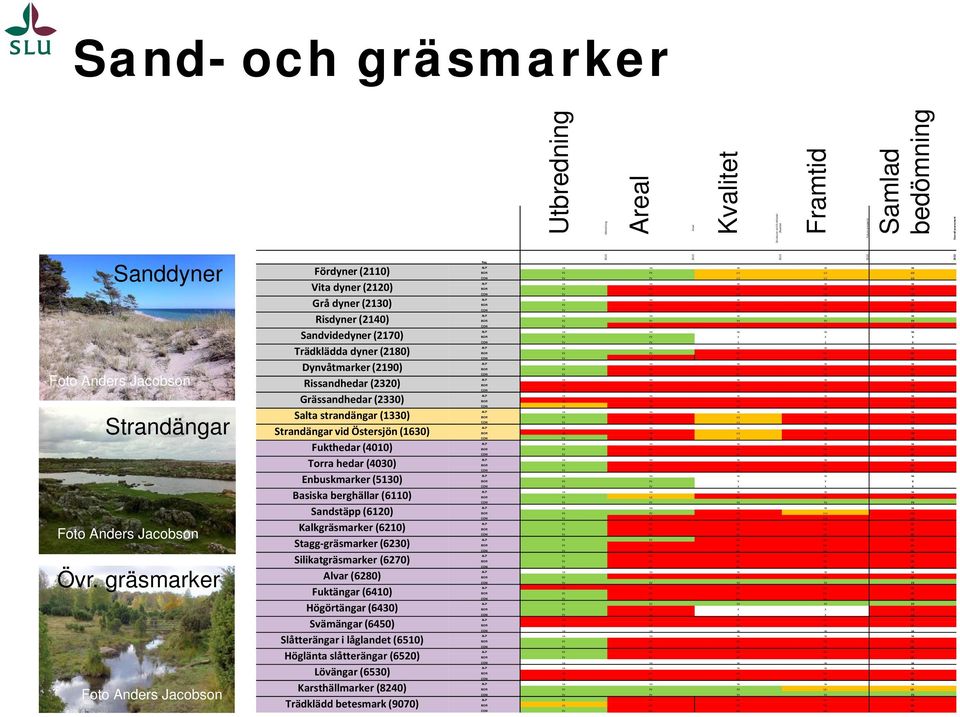 gräsmarker Foto Anders Jacobson Fördyner (2110) Vita dyner (2120) Grå dyner (2130) Risdyner (2140) Sandvidedyner (2170) Trädklädda dyner (2180) Dynvåtmarker (2190) Rissandhedar (2320) Grässandhedar