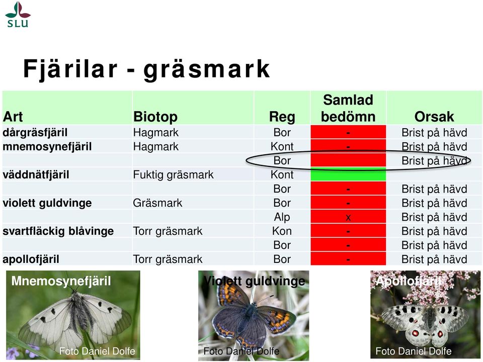 Brist på hävd Alp x Brist på hävd svartfläckig blåvinge Torr gräsmark Kon - Brist på hävd Bor - Brist på hävd apollofjäril