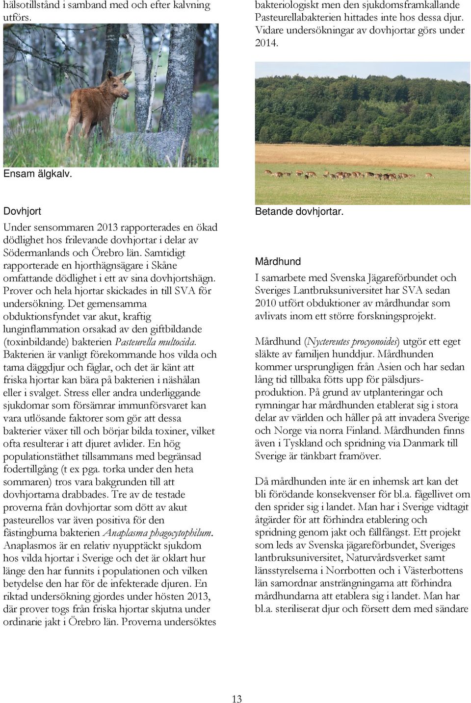 Samtidigt rapporterade en hjorthägnsägare i Skåne omfattande dödlighet i ett av sina dovhjortshägn. Prover och hela hjortar skickades in till SVA för undersökning.