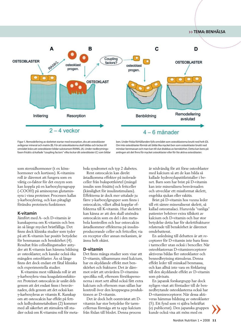 Under nedbrytningsfasen frisätts så kallade coupling factors vilka lockar dit osteoblaster (C) som bildar ben. Under friska förhållanden fylls området som osteoklasterna brutit ned helt (D).