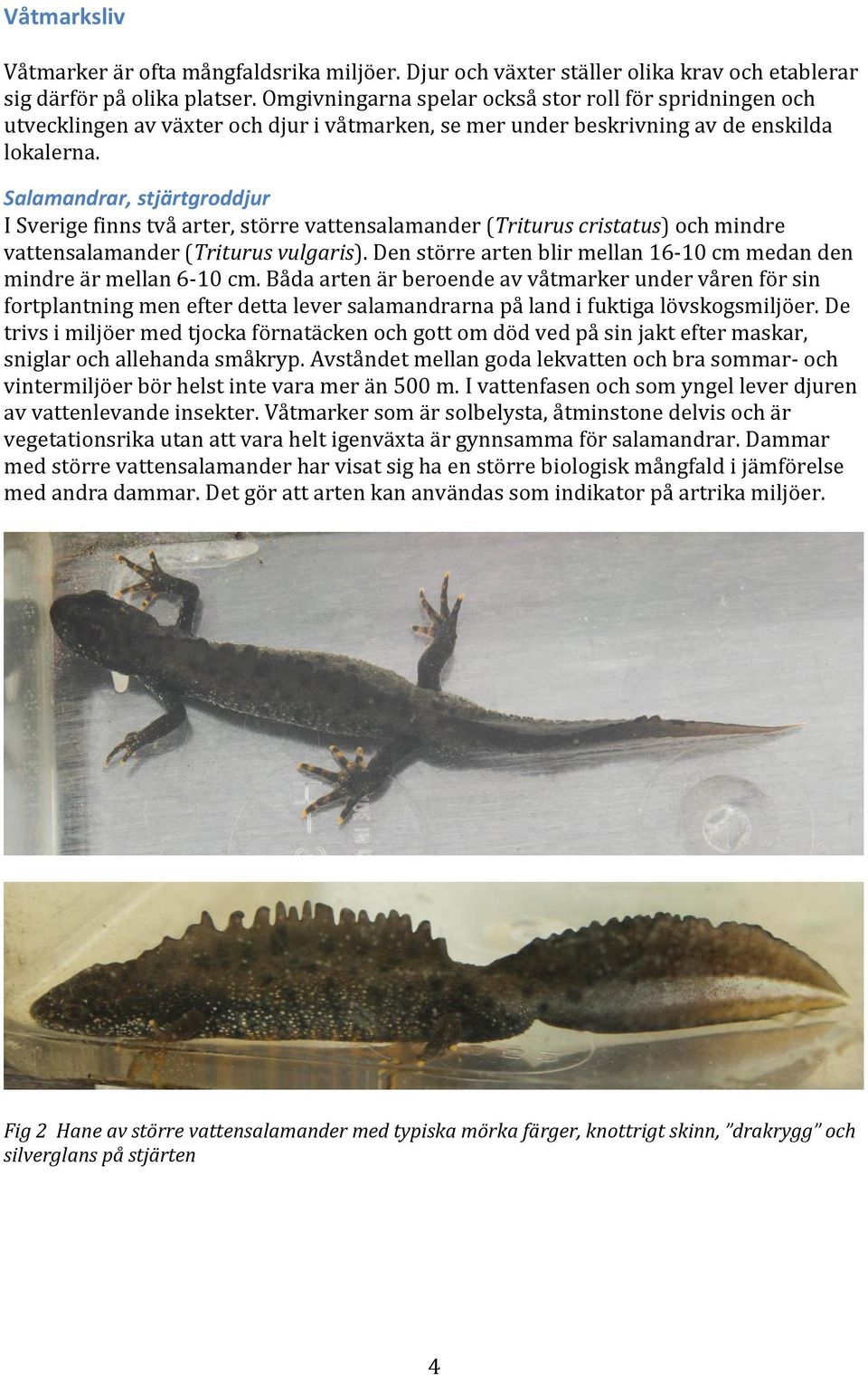 Salamandrar, stjärtgroddjur I Sverige finns två arter, större vattensalamander (Triturus cristatus) och mindre vattensalamander (Triturus vulgaris).