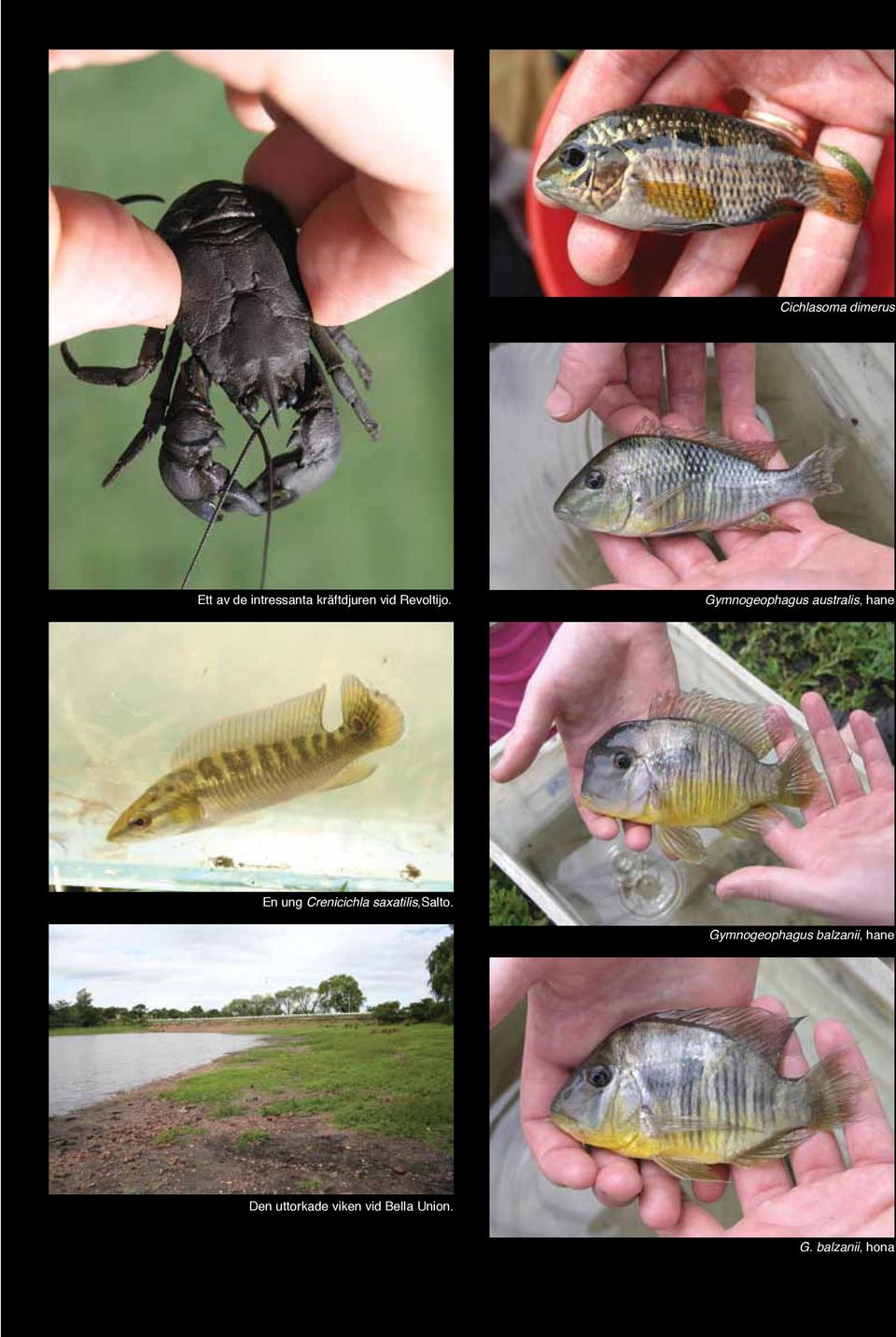 Gymnogeophagus balzanii, hane Den uttorkade viken vid Bella Union.