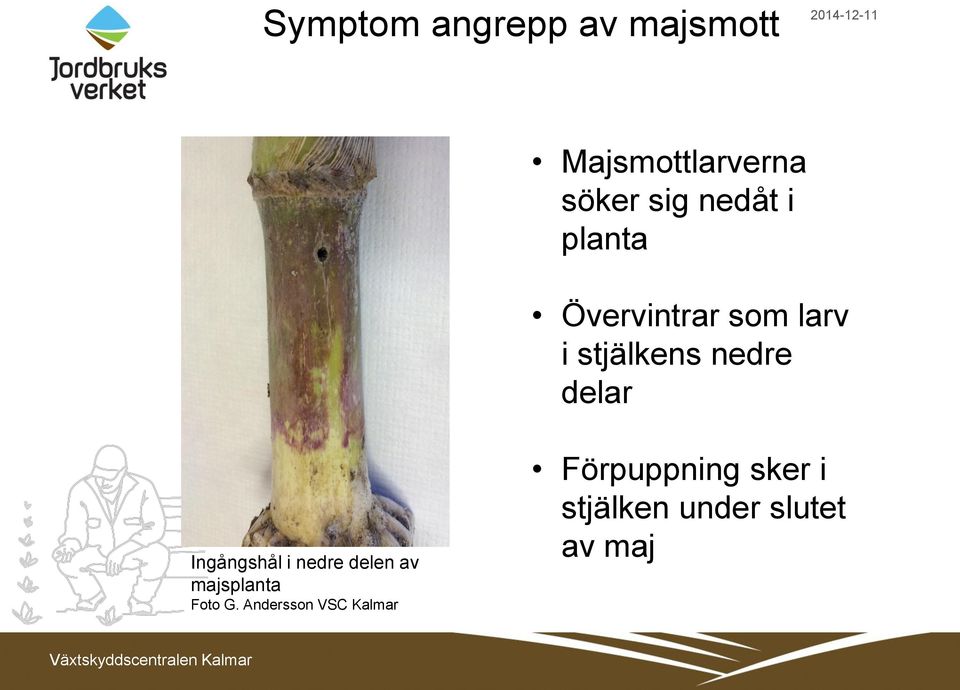 delar Ingångshål i nedre delen av majsplanta Foto G.