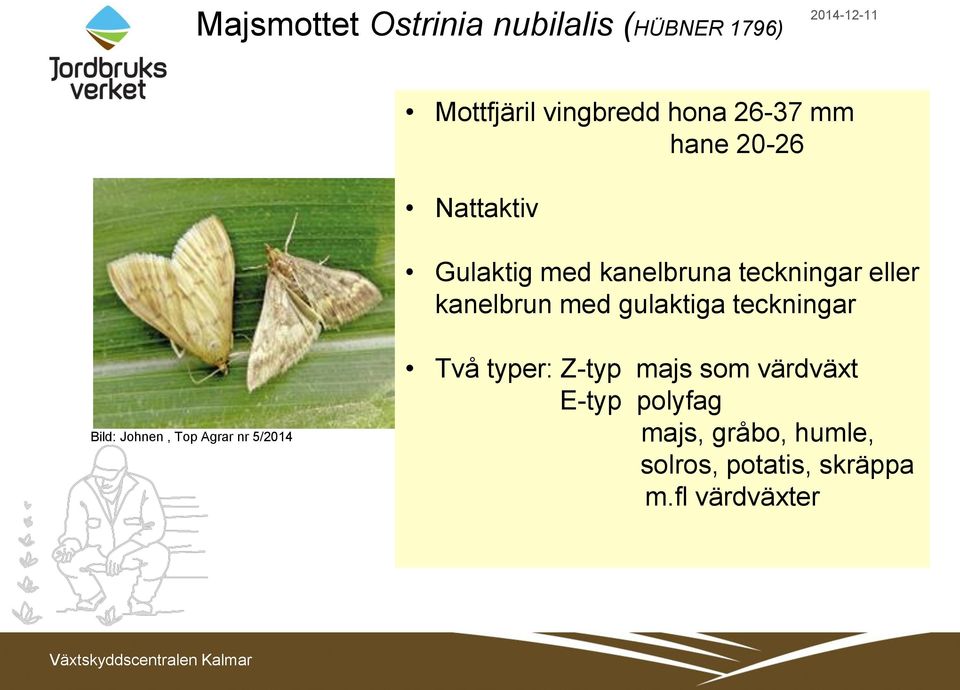 gulaktiga teckningar Bild: Johnen, Top Agrar nr 5/2014 Två typer: Z-typ majs