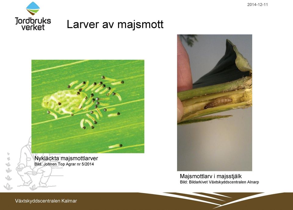 Agrar nr 5/2014 Majsmottlarv i