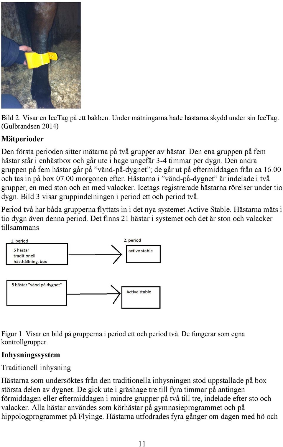 00 och tas in på box 07.00 morgonen efter. Hästarna i vänd-på-dygnet är indelade i två grupper, en med ston och en med valacker. Icetags registrerade hästarna rörelser under tio dygn.