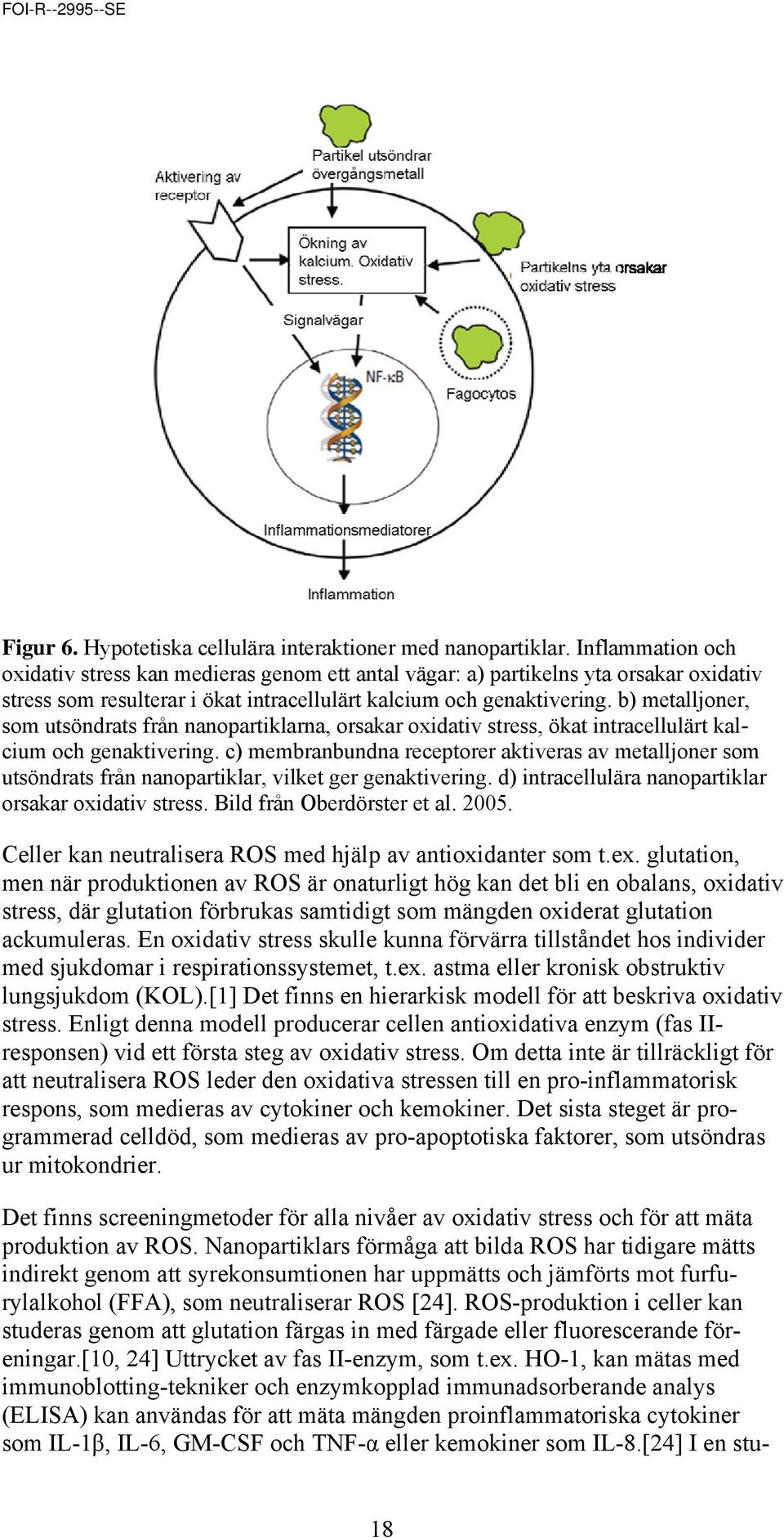 b) metalljoner, som utsöndrats från nanopartiklarna, orsakar oxidativ stress, ökat intracellulärt kalcium och genaktivering.