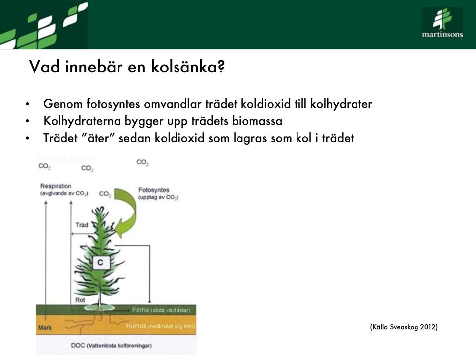 kolhydrater Kolhydraterna bygger upp trädets