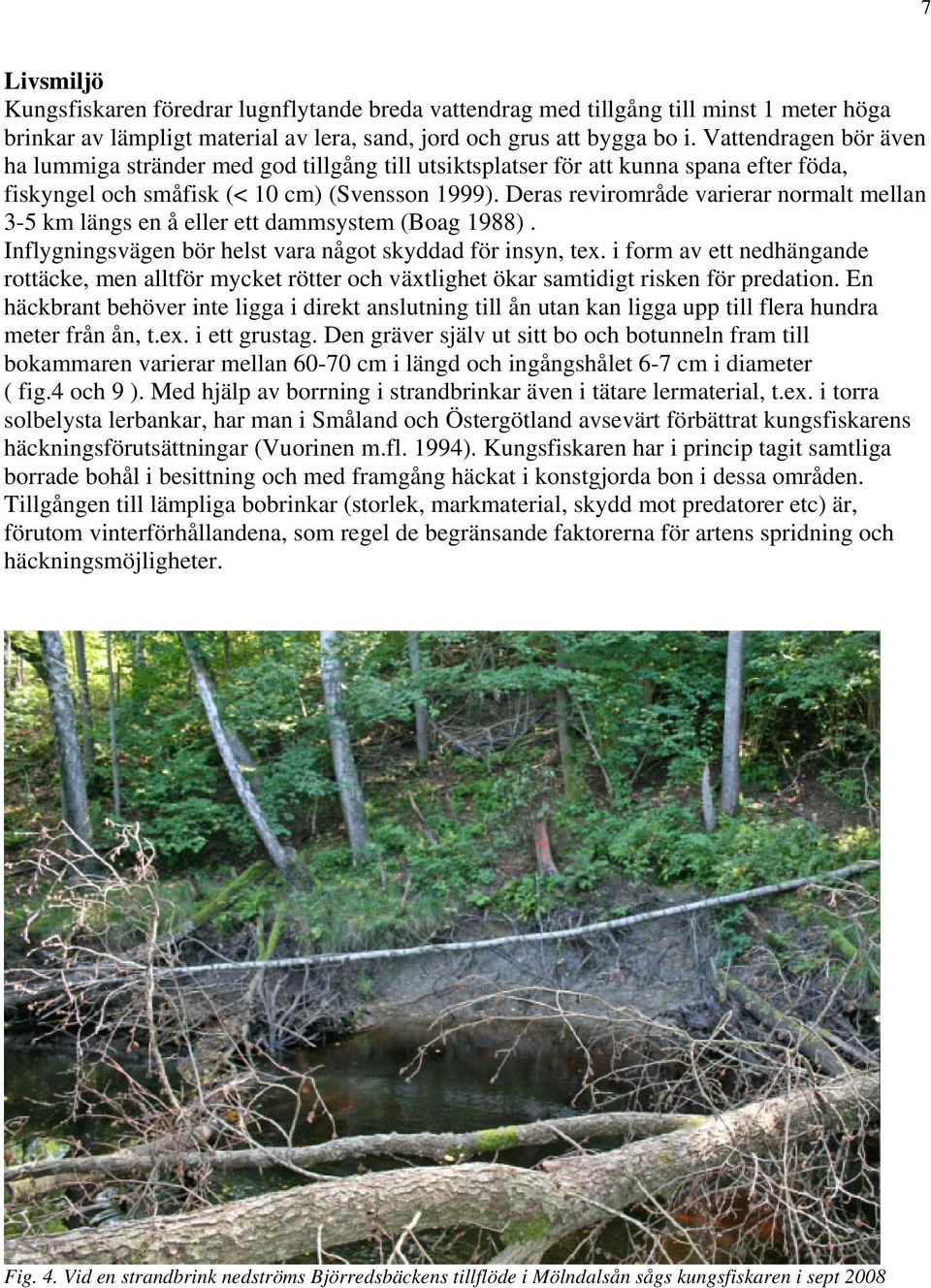 Deras revirområde varierar normalt mellan 3-5 km längs en å eller ett dammsystem (Boag 1988). Inflygningsvägen bör helst vara något skyddad för insyn, tex.