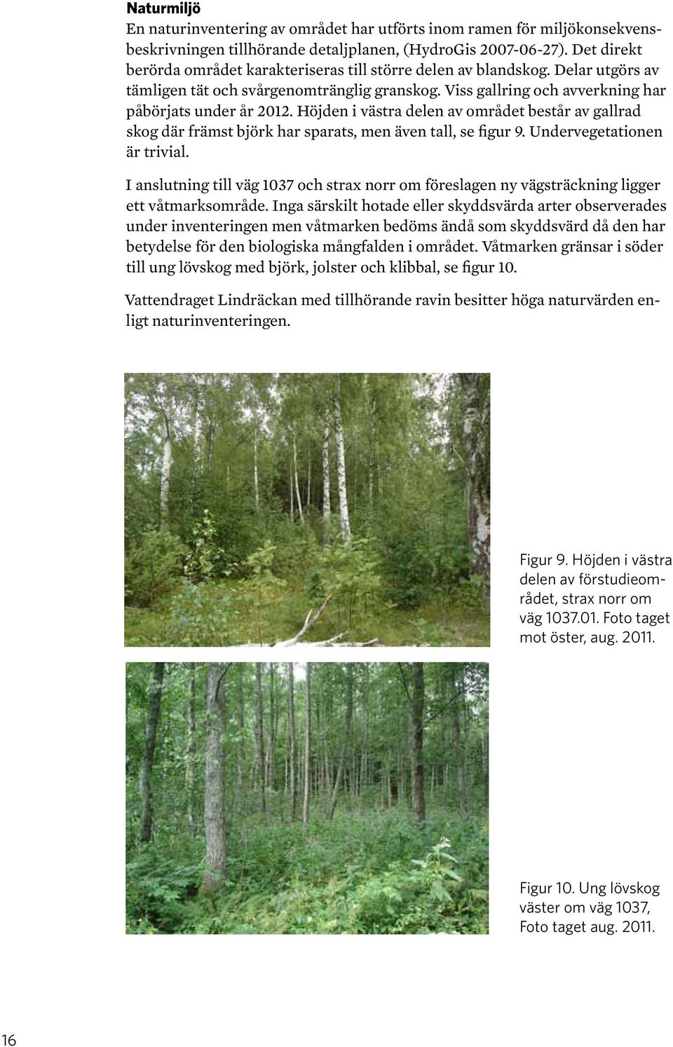 Höjden i västra delen av området består av gallrad skog där främst björk har sparats, men även tall, se figur 9. Undervegetationen är trivial.