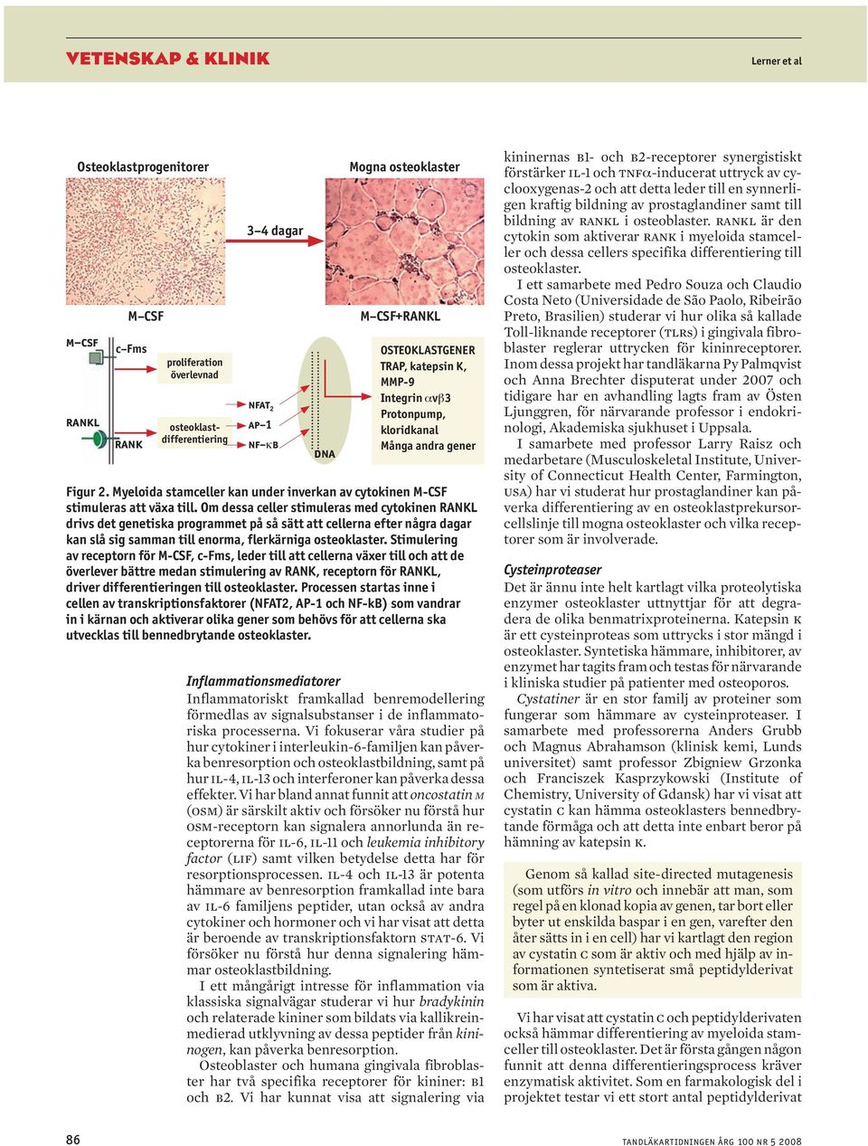 Om dessa celler stimuleras med cytokinen RANKL drivs det genetiska programmet på så sätt att cellerna efter några dagar kan slå sig samman till enorma, flerkärniga osteoklaster.