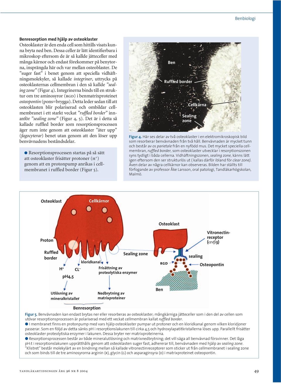 De suger fast i benet genom att speciella vidhäftningsmolekyler, så kallade integriner, uttrycks på osteoklasternas cellmembran i den så kallde sealing zone (Figur 4).
