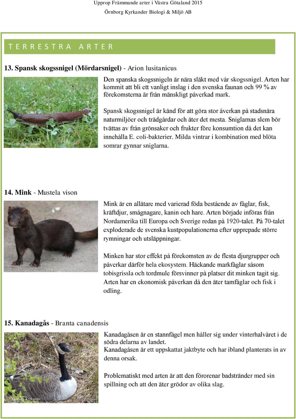 Mink - Mustela vison n Nordamerika till Europa och Sverige red - -. hela ekosystem tobisgrissla och t odling. glar och fisk i 15.