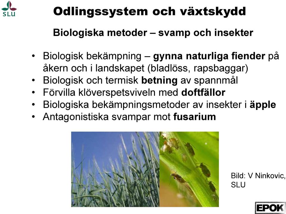 termisk betning av spannmål Förvilla klöverspetsviveln med doftfällor Biologiska