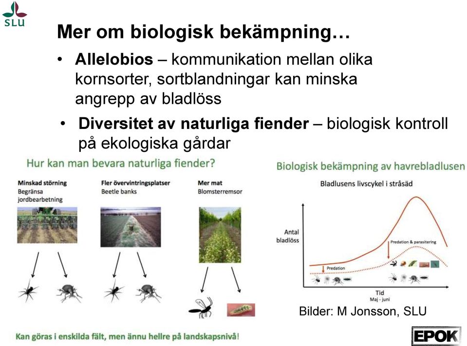 angrepp av bladlöss Diversitet av naturliga fiender