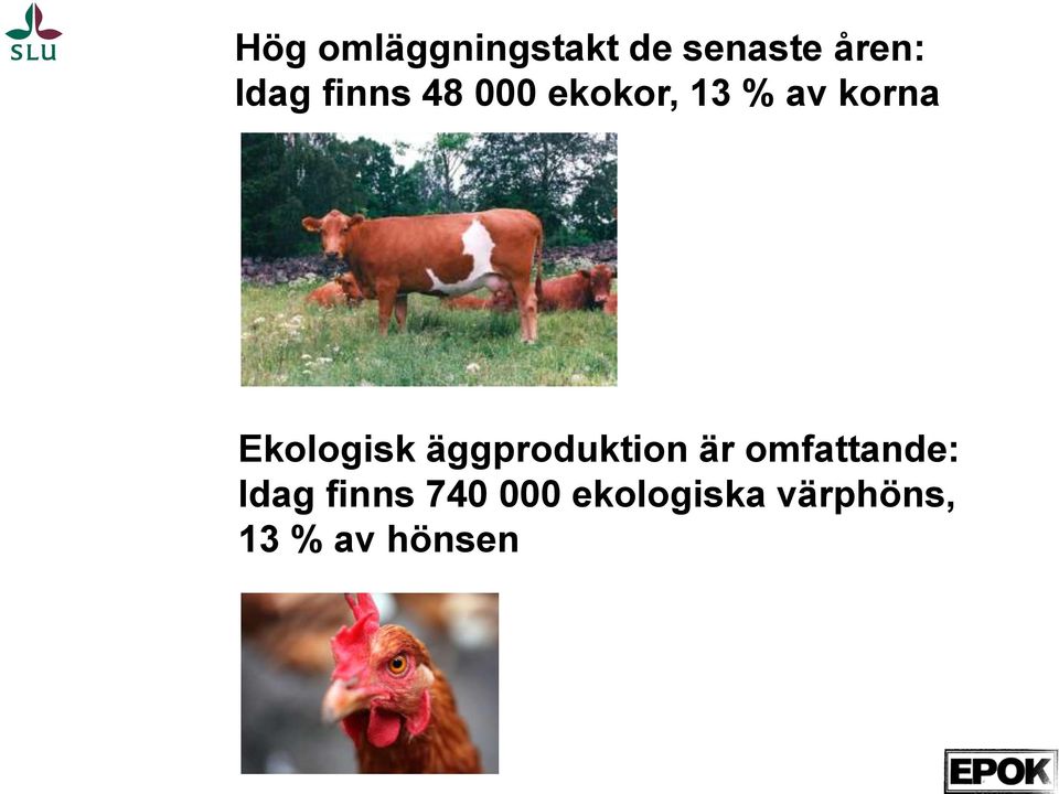 Ekologisk äggproduktion är omfattande: