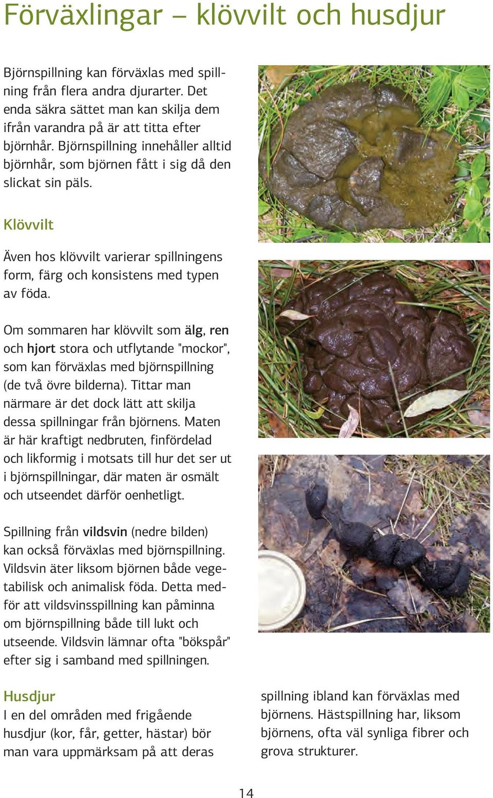 Om sommaren har klövvilt som älg, ren och hjort stora och utflytande "mockor", som kan förväxlas med björnspillning (de två övre bilderna).