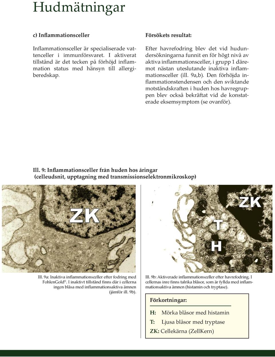 Försökets resultat: Efter havrefodring blev det vid hudundersökningarna funnit en för högt nivå av aktiva inflammationsceller, i grupp 1 däremot nästan uteslutande inaktiva inflammationsceller (ill.