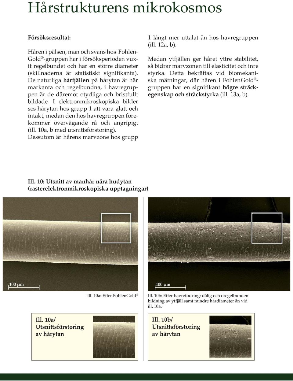 I elektronmikroskopiska bilder ses hårytan hos grupp 1 att vara glatt och intakt, medan den hos havregruppen förekommer övervägande rå och angripigt (ill. 10a, b med utsnittsförstoring).