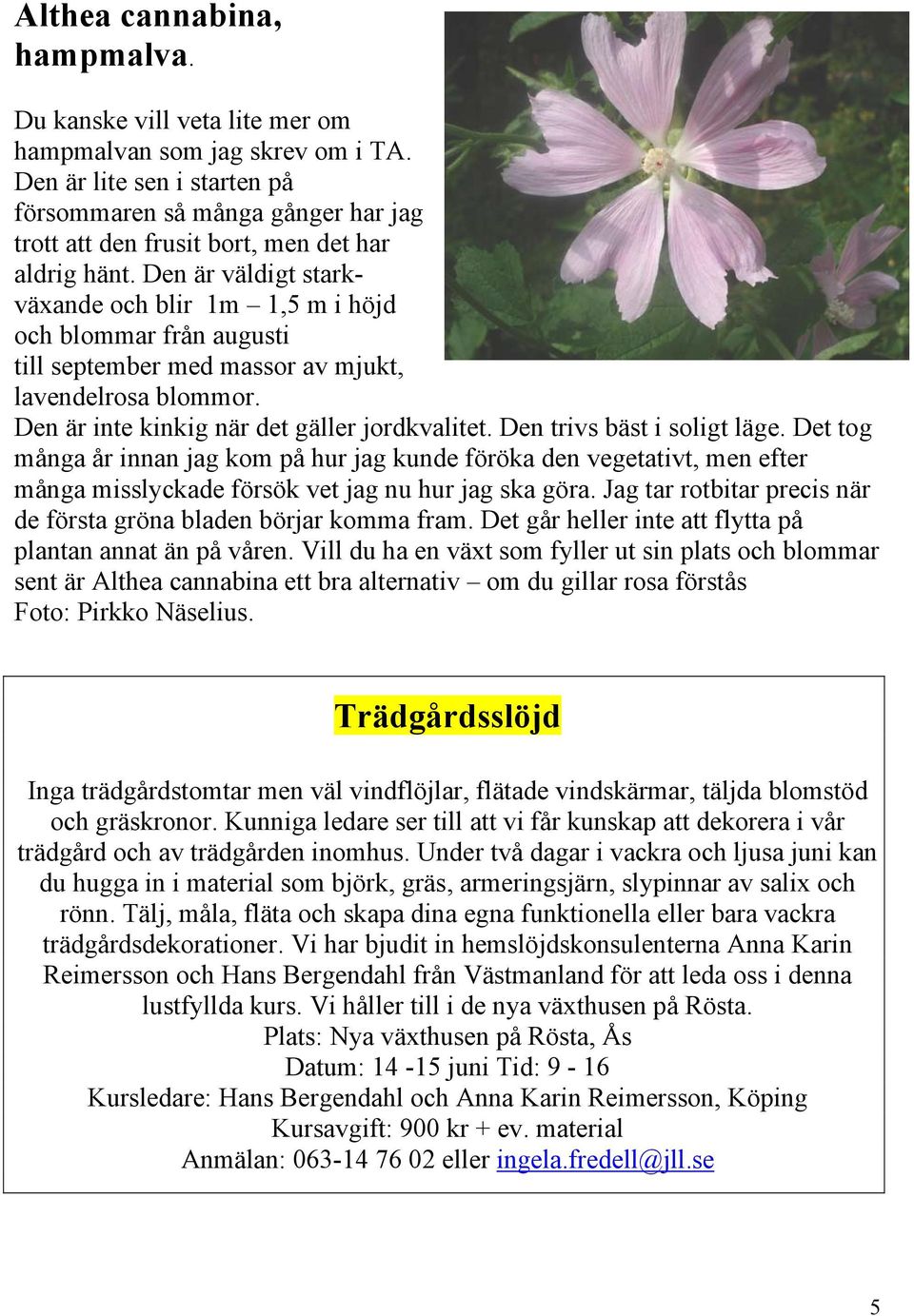 Den är väldigt starkväxande och blir 1m 1,5 m i höjd och blommar från augusti till september med massor av mjukt, lavendelrosa blommor. Den är inte kinkig när det gäller jordkvalitet.