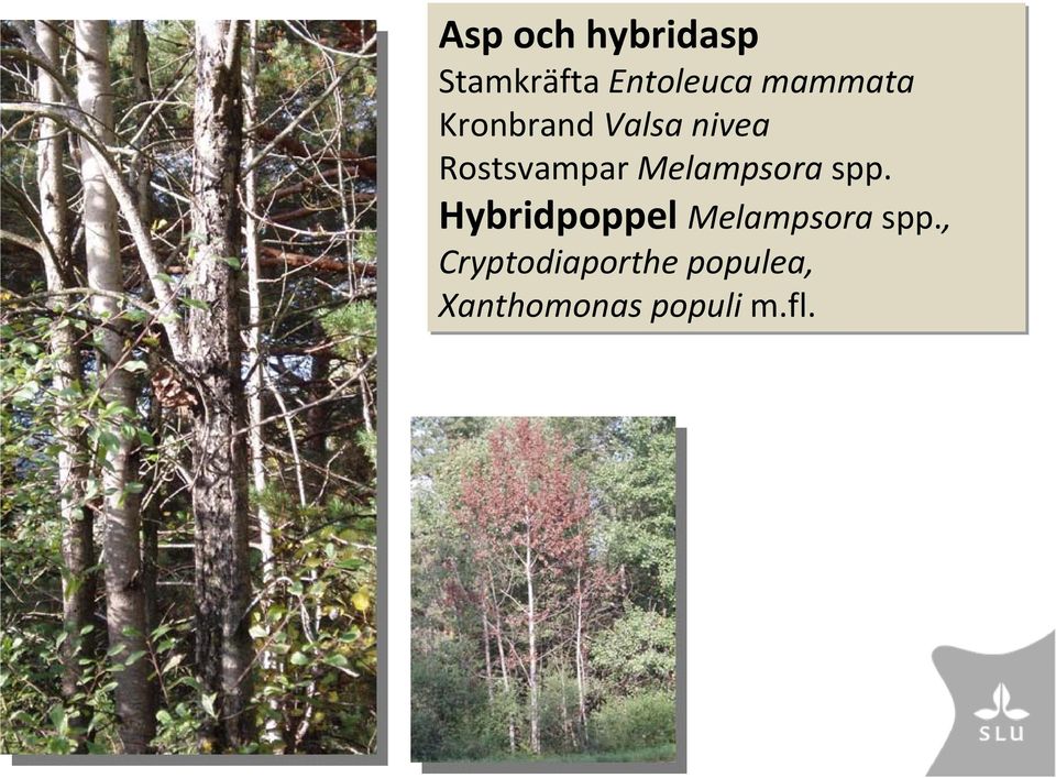 Melampsora spp. Hybridpoppel Melampsora spp.