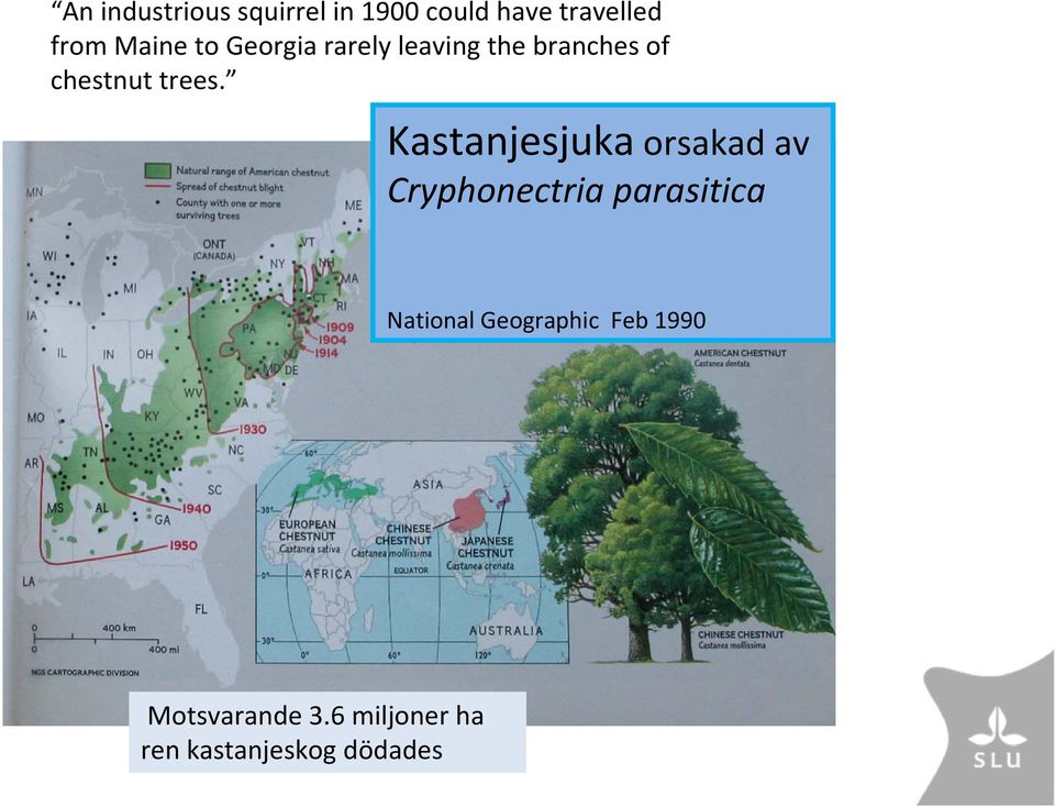 Kastanjesjuka orsakad av Cryphonectria parasitica National