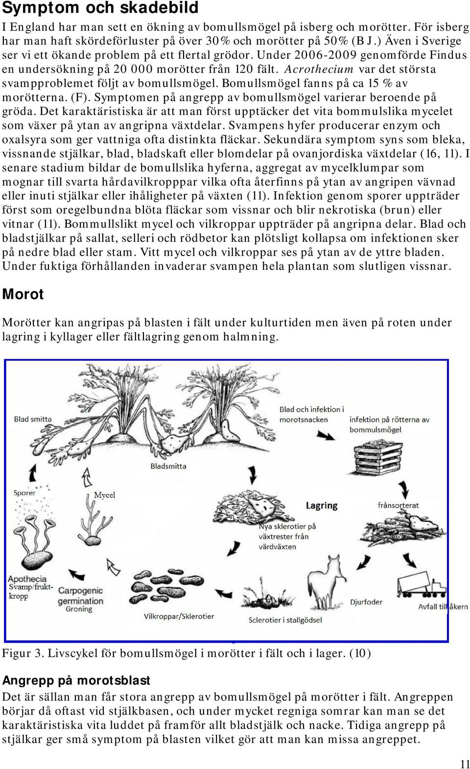 Acrothecium var det största svampproblemet följt av bomullsmögel. Bomullsmögel fanns på ca 15 % av morötterna. (F). Symptomen på angrepp av bomullsmögel varierar beroende på gröda.