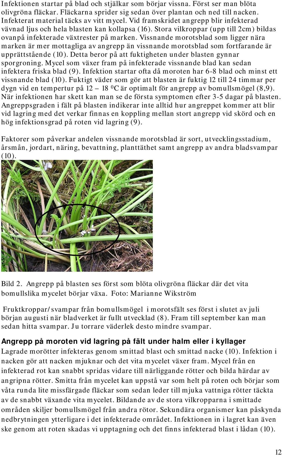 Stora vilkroppar (upp till 2cm) bildas ovanpå infekterade växtrester på marken.