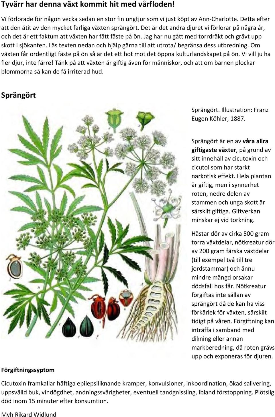 Jag har nu gått med torrdräkt och grävt upp skott i sjökanten. Läs texten nedan och hjälp gärna till att utrota/ begränsa dess utbredning.