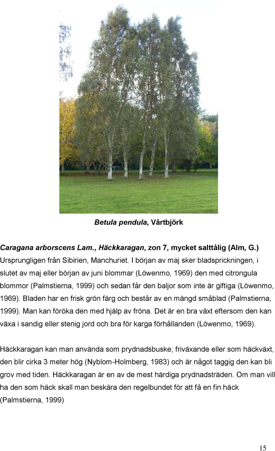 (Löwenmo, 1969). Bladen har en frisk grön färg och består av en mängd småblad (Palmstierna, 1999). Man kan föröka den med hjälp av fröna.