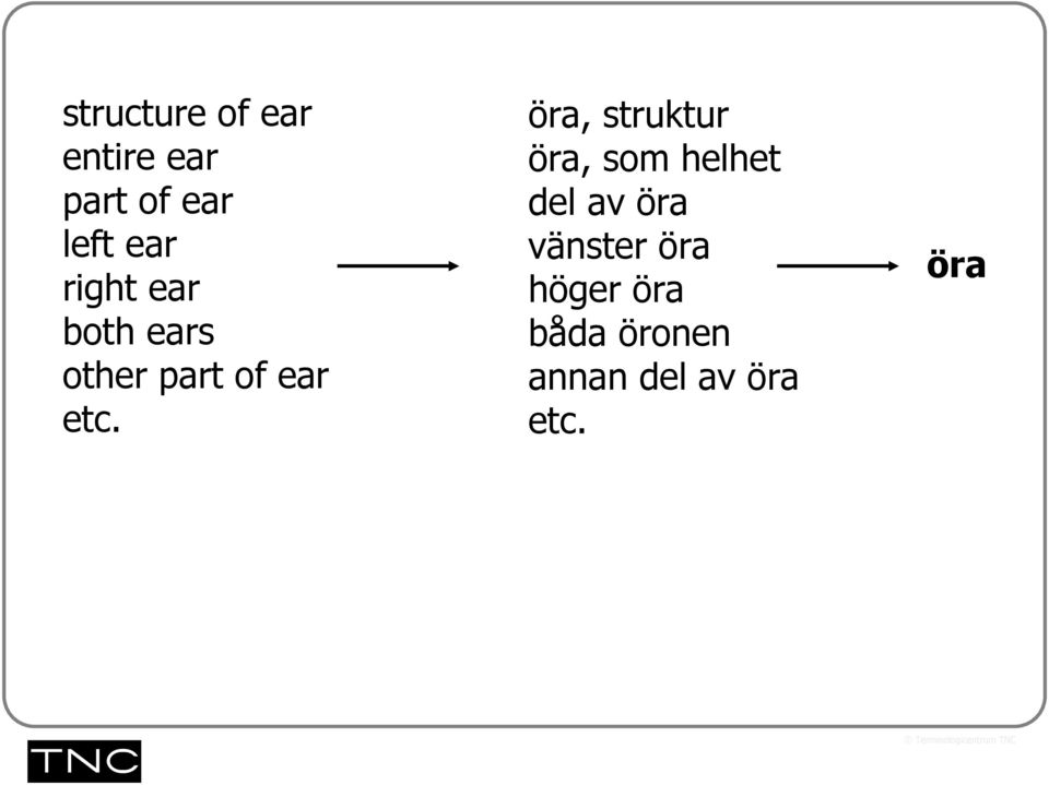 öra, struktur öra, som helhet del av öra