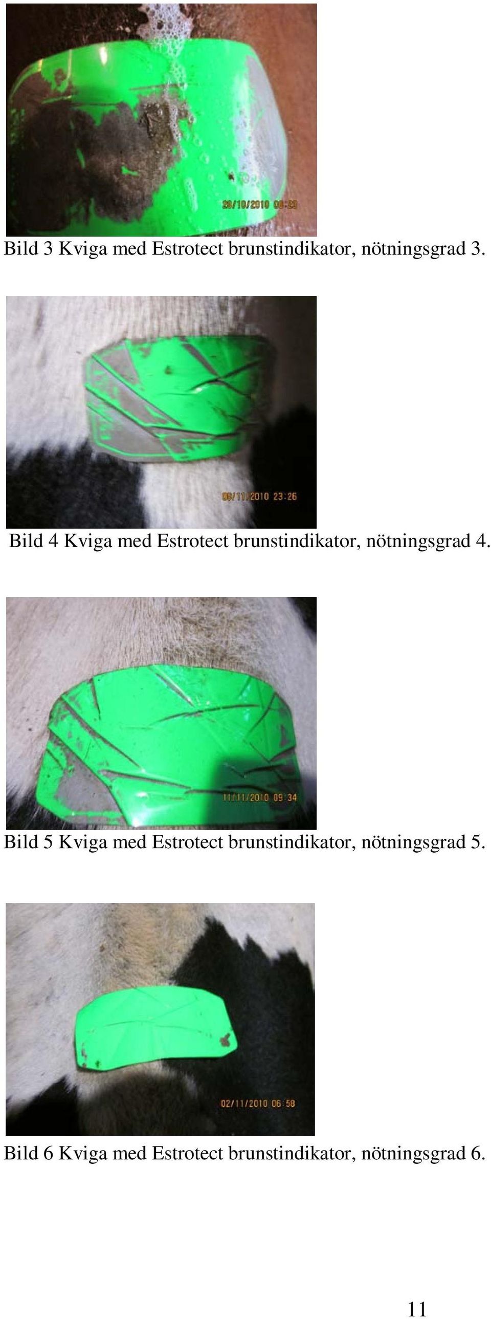 Bild 5 Kviga med Estrotect brunstindikator, nötningsgrad 5.