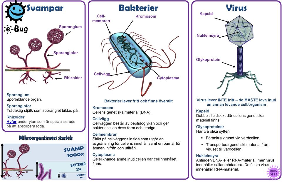 Bakterier lever fritt och finns överallt Kromosom Cellens genetiska material (DNA). Cellvägg Cellväggen består av peptidoglykan och ger bakteriecellen dess form och stadga.