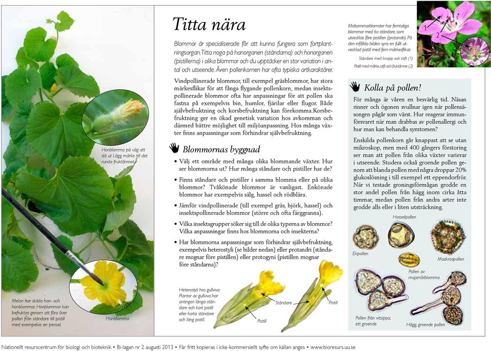 Vindpollinerade blommor, till exempel gräsblommor, har stora märkesflikar för att fånga flygande pollenkorn, medan insektspollinerade blommor ofta har anpassningar för att pollen ska fastna på