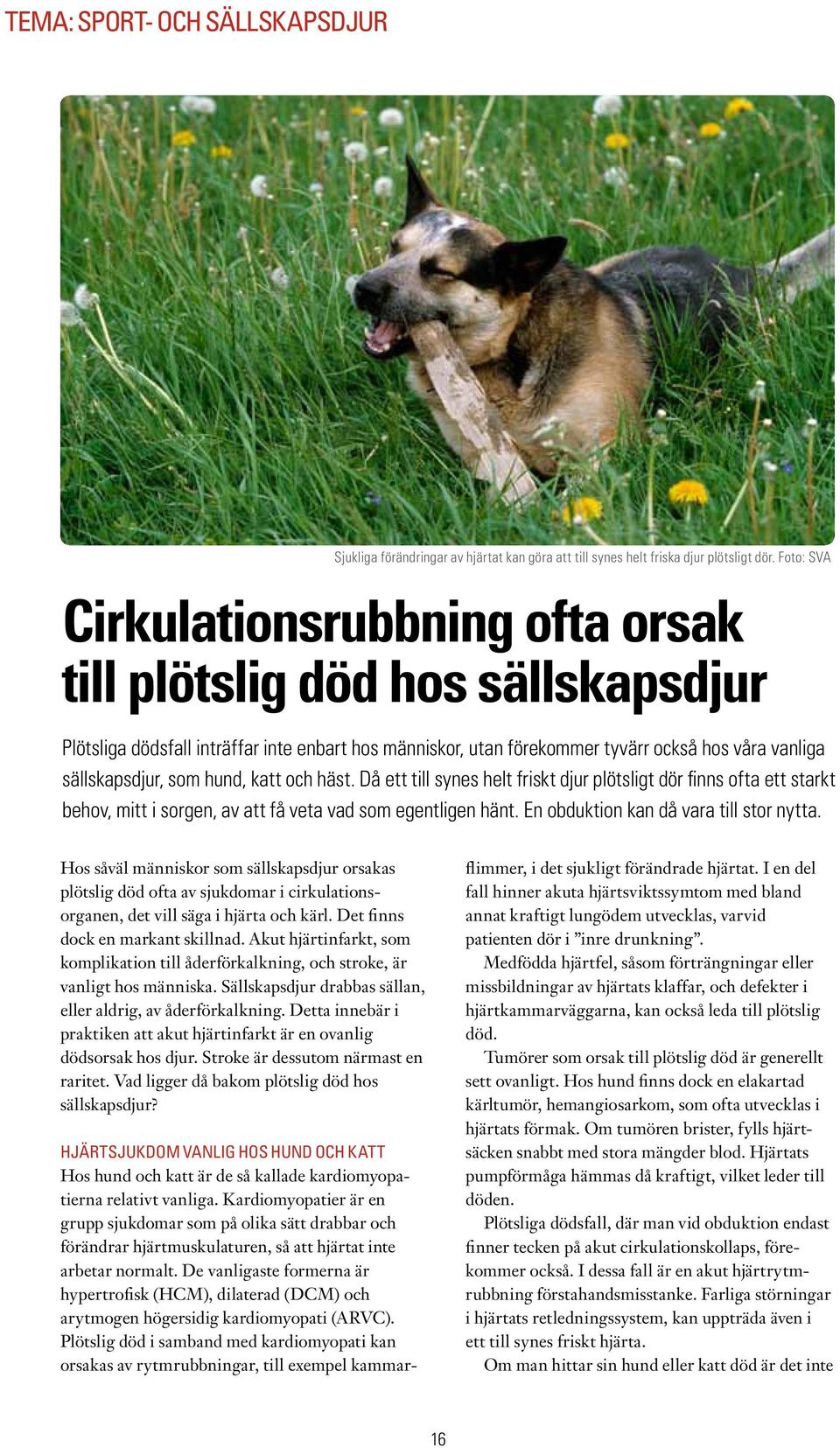 hund, katt och häst. Då ett till synes helt friskt djur plötsligt dör finns ofta ett starkt behov, mitt i sorgen, av att få veta vad som egentligen hänt. En obduktion kan då vara till stor nytta.