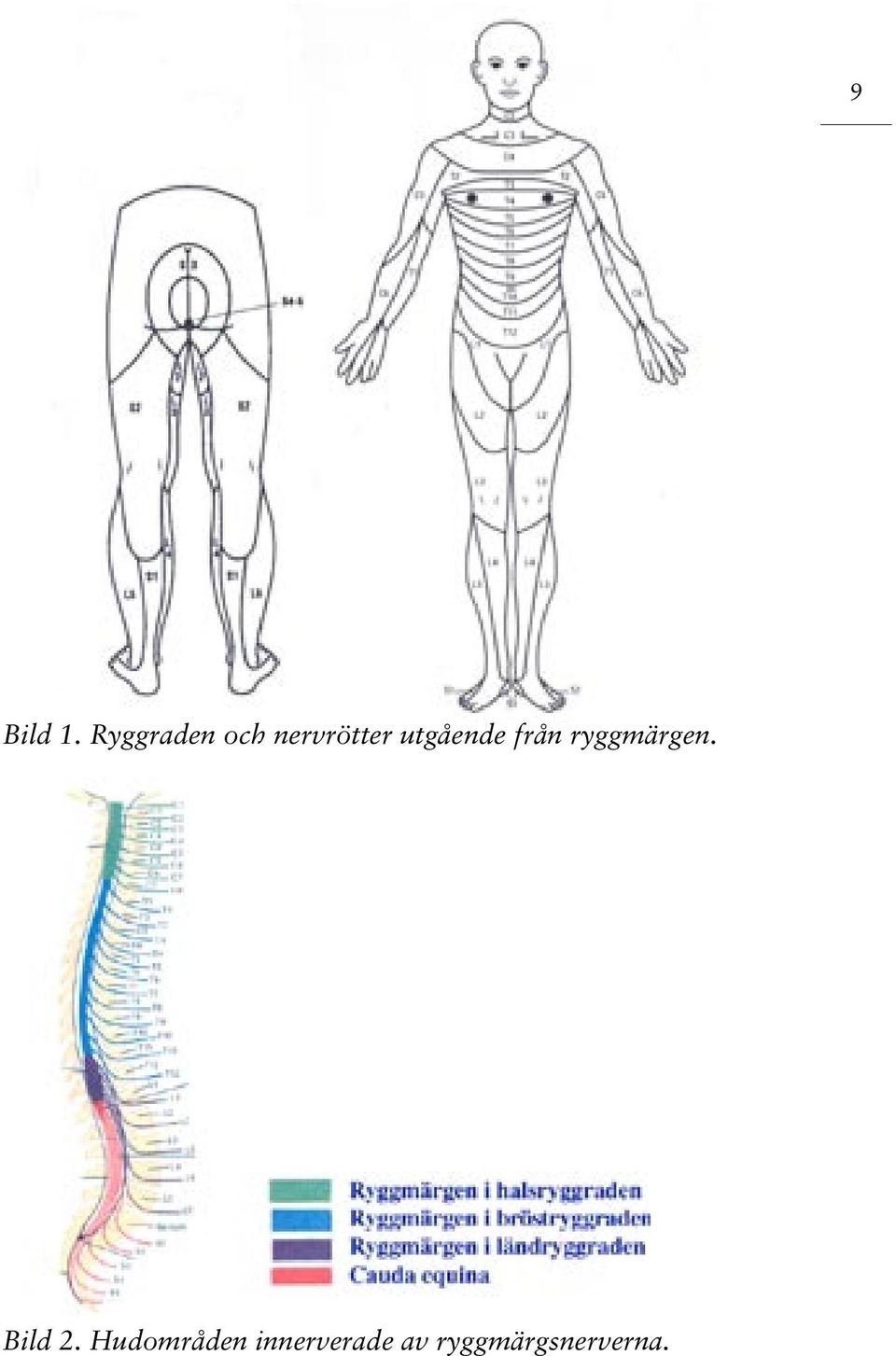 utgående från ryggmärgen.