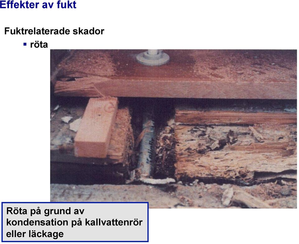 röta Röta på grund av